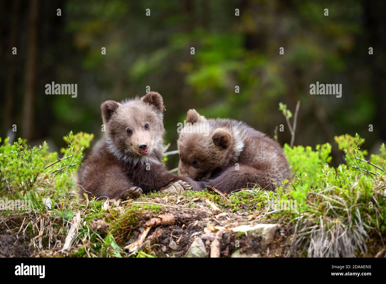 Two little brown bear cub are playing in summer forest Stock Photo - Alamy