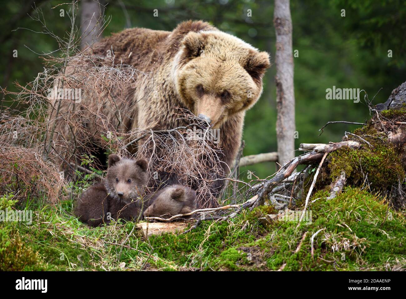 Brown mother bear protecting her cubs in summer forest Stock Photo Alamy