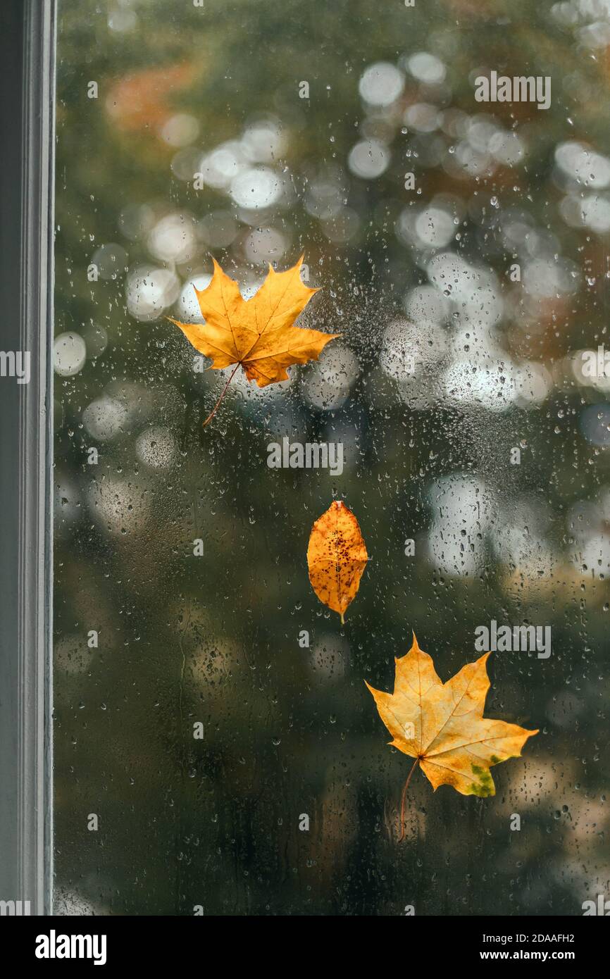 Three yellow autumn leaves on a wet window. Autumn rainy weather ...