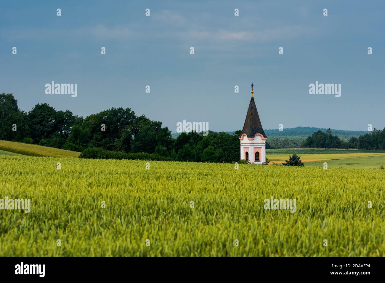 Typical lower bavarian church bell tower hidden behind hill with field of growing wheat against blue sky Stock Photo