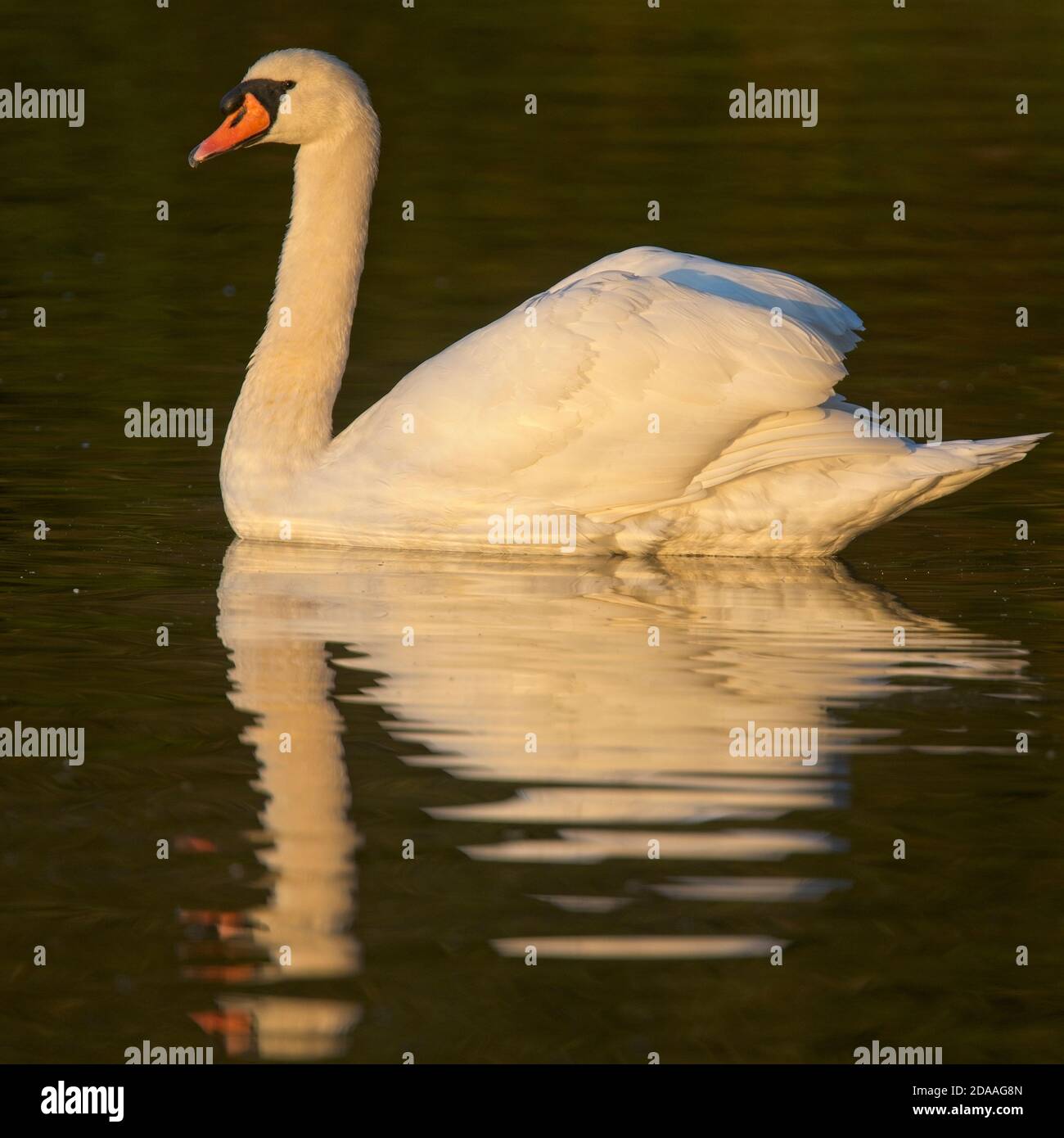 Mute Swan (Cygnus olor) on Slapton Ley at dawn, Devon, England, UK. Stock Photo