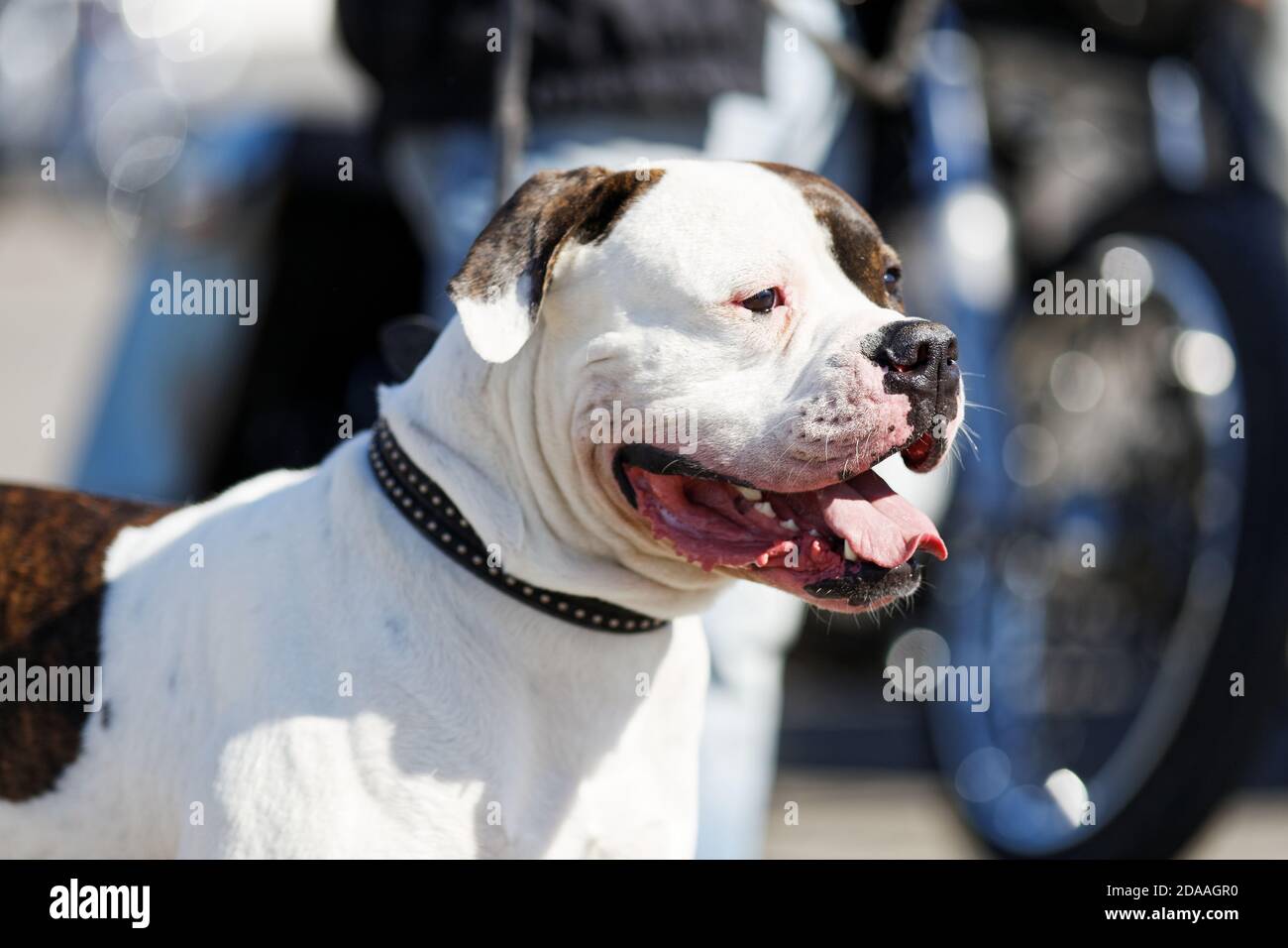 Closeup staffordshire terrier against blurred background Stock Photo