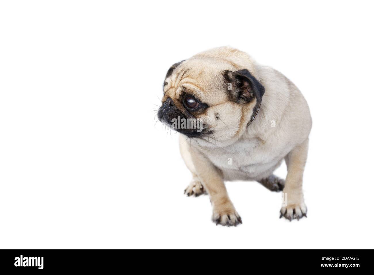 pug small breed