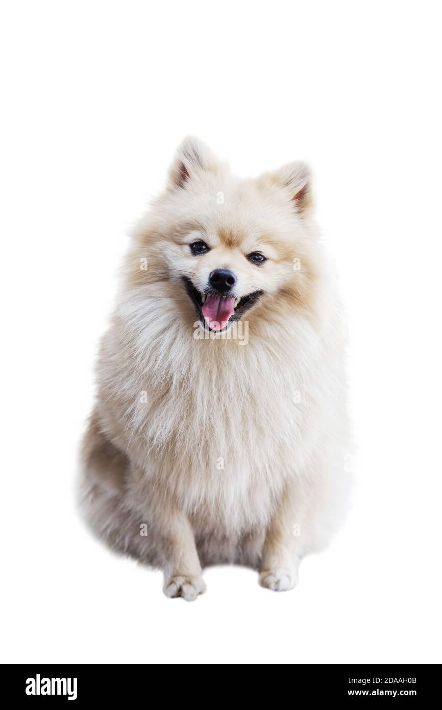 Smiling dog - the Pomeranian (often known as a Pom) is a breed of dog of the Spitz type. Isolated on white. Shallow focus. Stock Photo