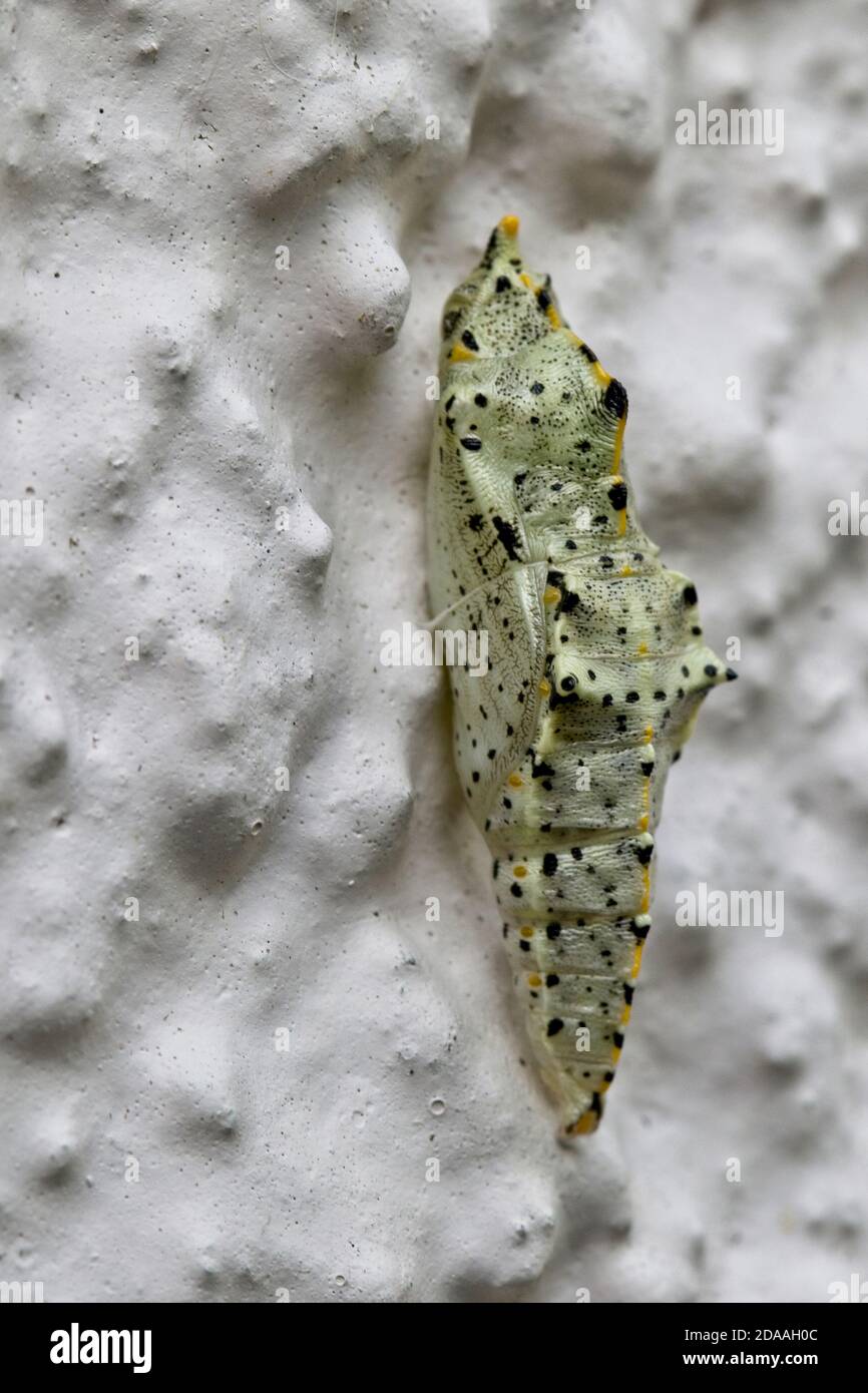 The chrysalis of a Large White butterfly (Pieris brassicae) attached to a wall, Cornwall, England, UK. Stock Photo