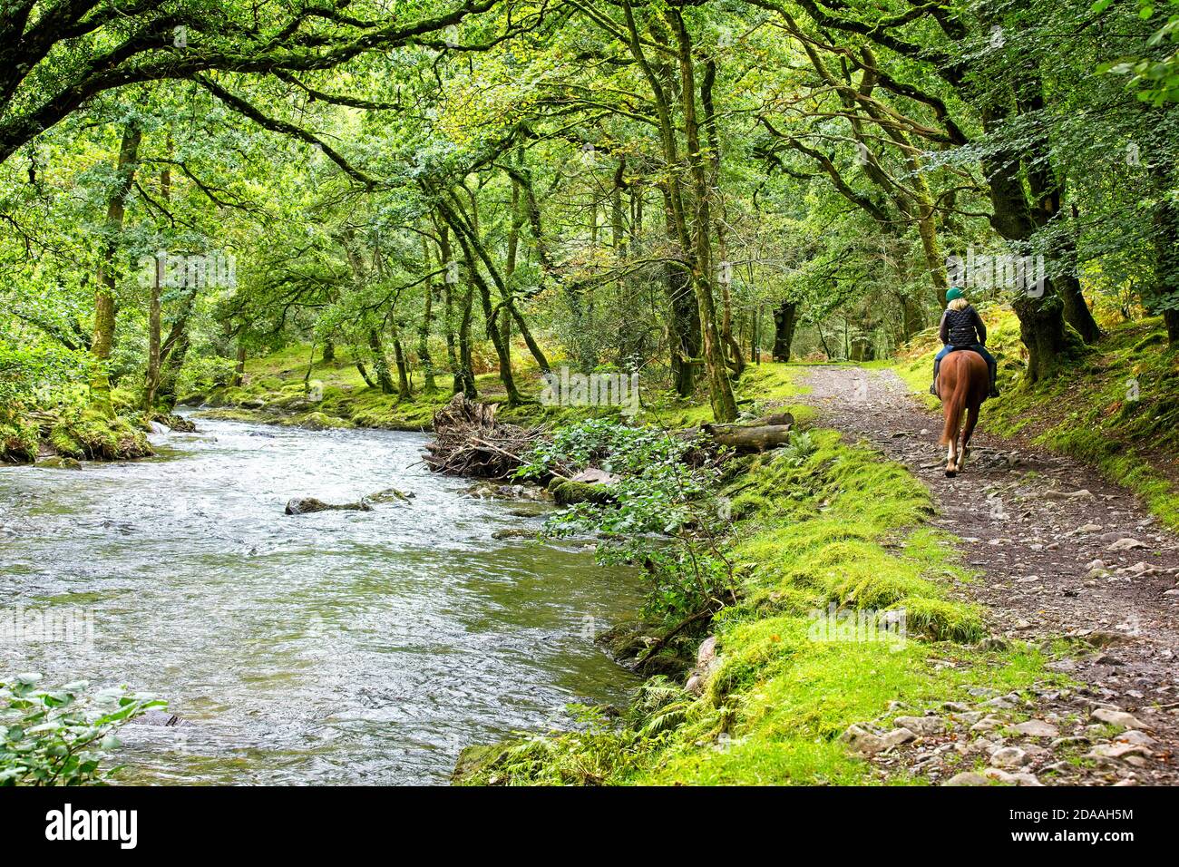 A Bridlepath runs beside the River Walkham in a wooded valley on the edge of Dartmoor near Grenofen, Devon, England, UK. Stock Photo