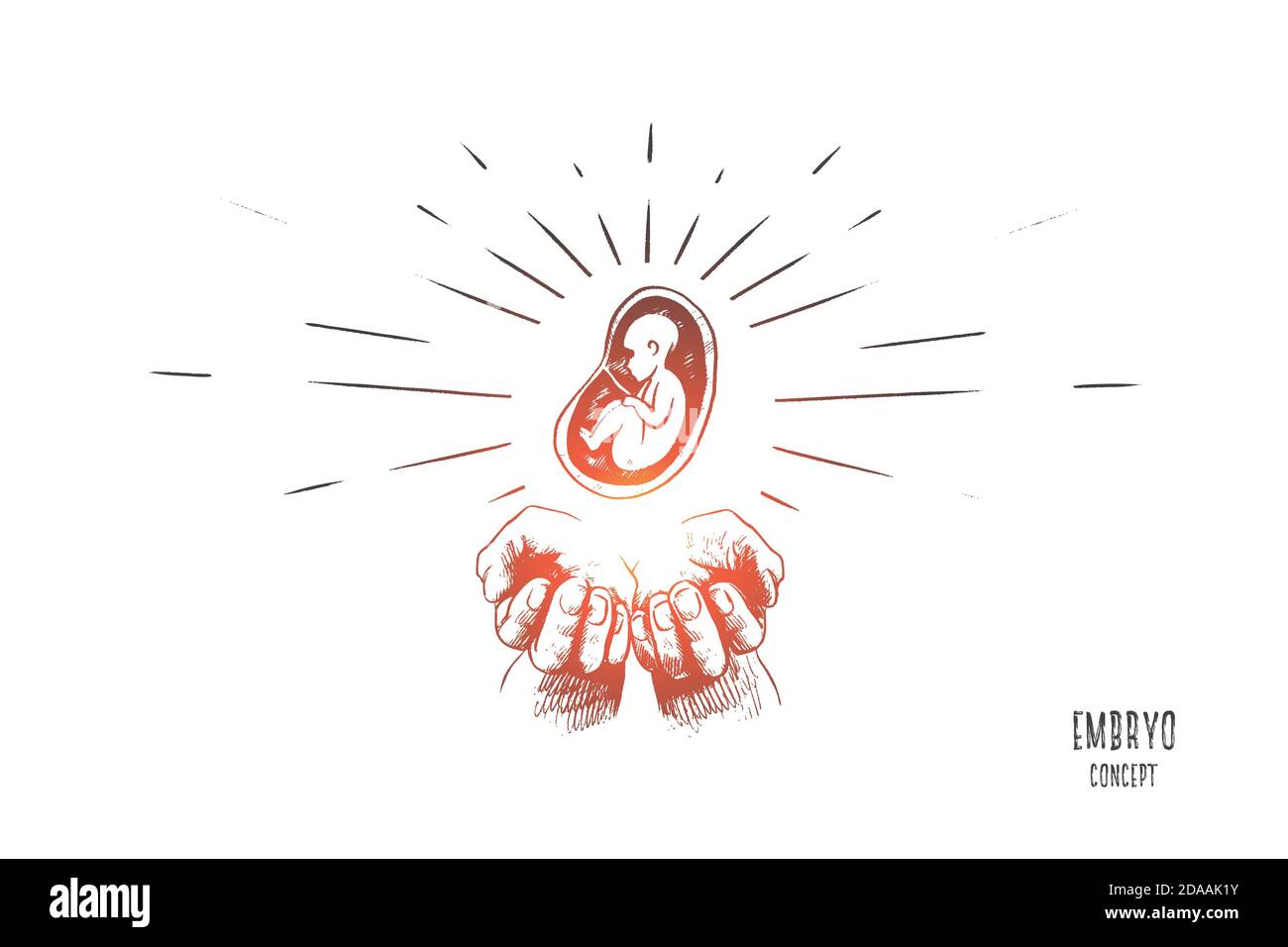 Embryo concept. Hand drawn isolated vector. Stock Vector