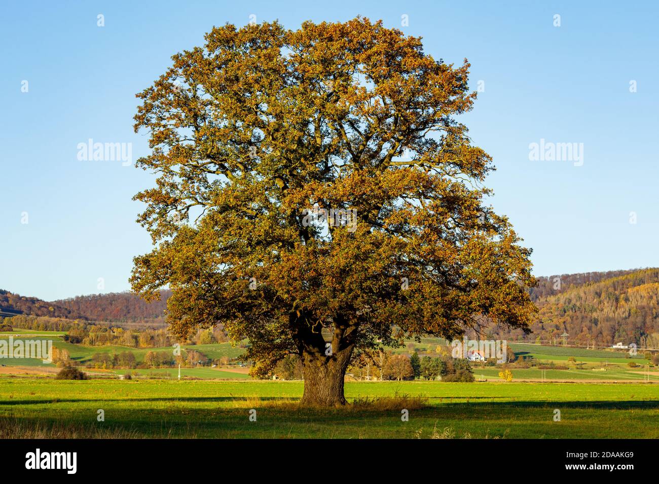 Old oak in the autumn time Stock Photo - Alamy