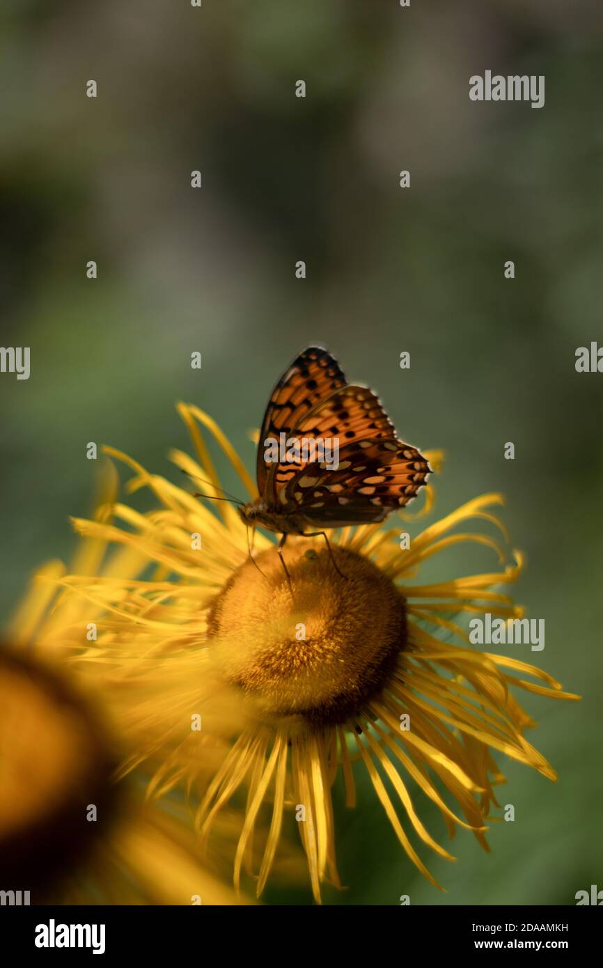 Orange Butterfly on yellow flowers, summer time Stock Photo