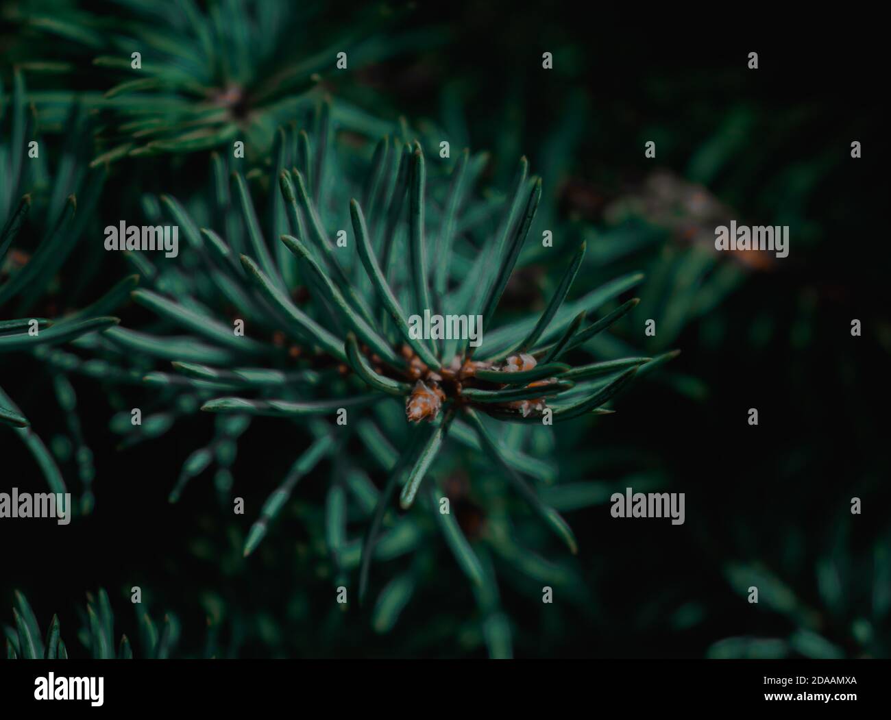 Pine Tree branches, cold weather nature Stock Photo