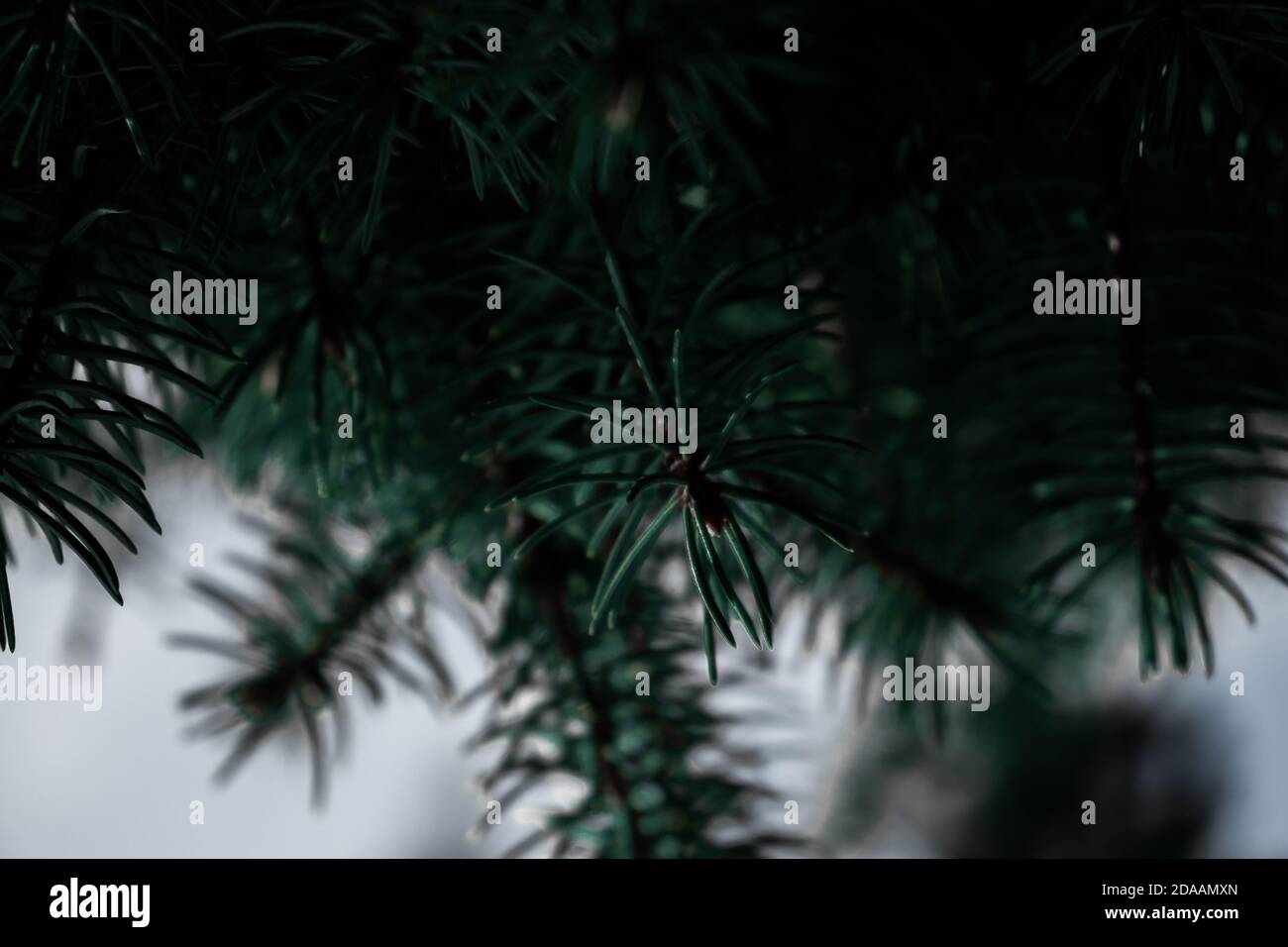 Pine Tree branches, cold weather nature Stock Photo