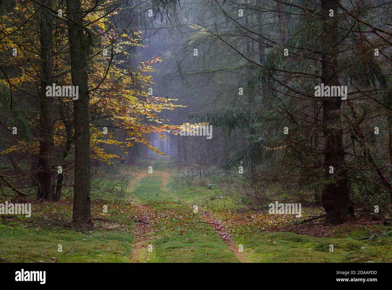 Path through a misty forest in autumn, dark pine trees and brown and ...