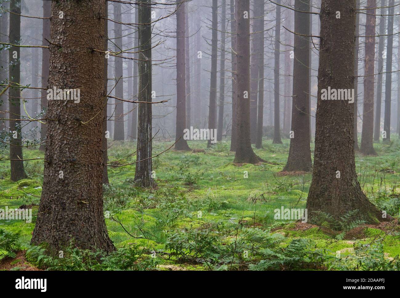 Tall pine trees in misty forest, moss on the ground Stock Photo