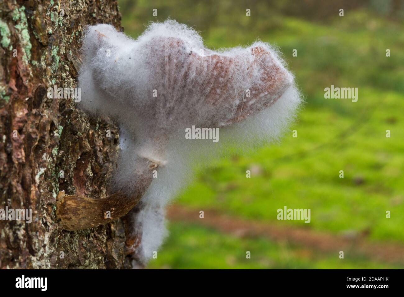 Cycle of life: mold growing on a a Honey mushroom which parasitizes a pine tree Stock Photo