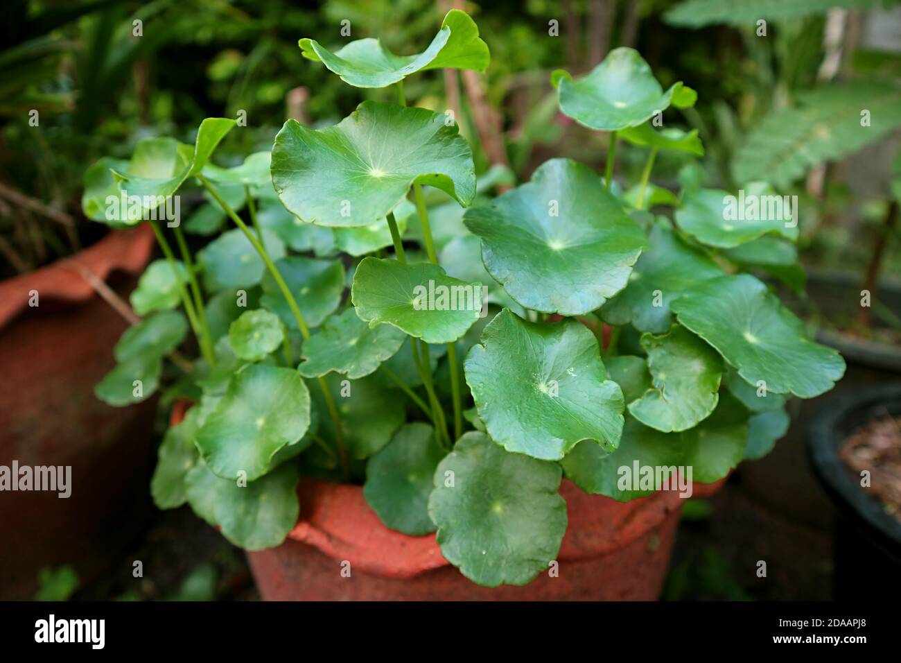 Potted Water Pennywort Plant or Hydrocotyle Umbellata in the Backyard Stock Photo