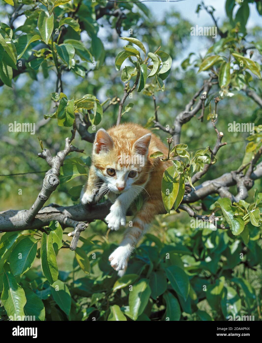 Cats Falling From Tree