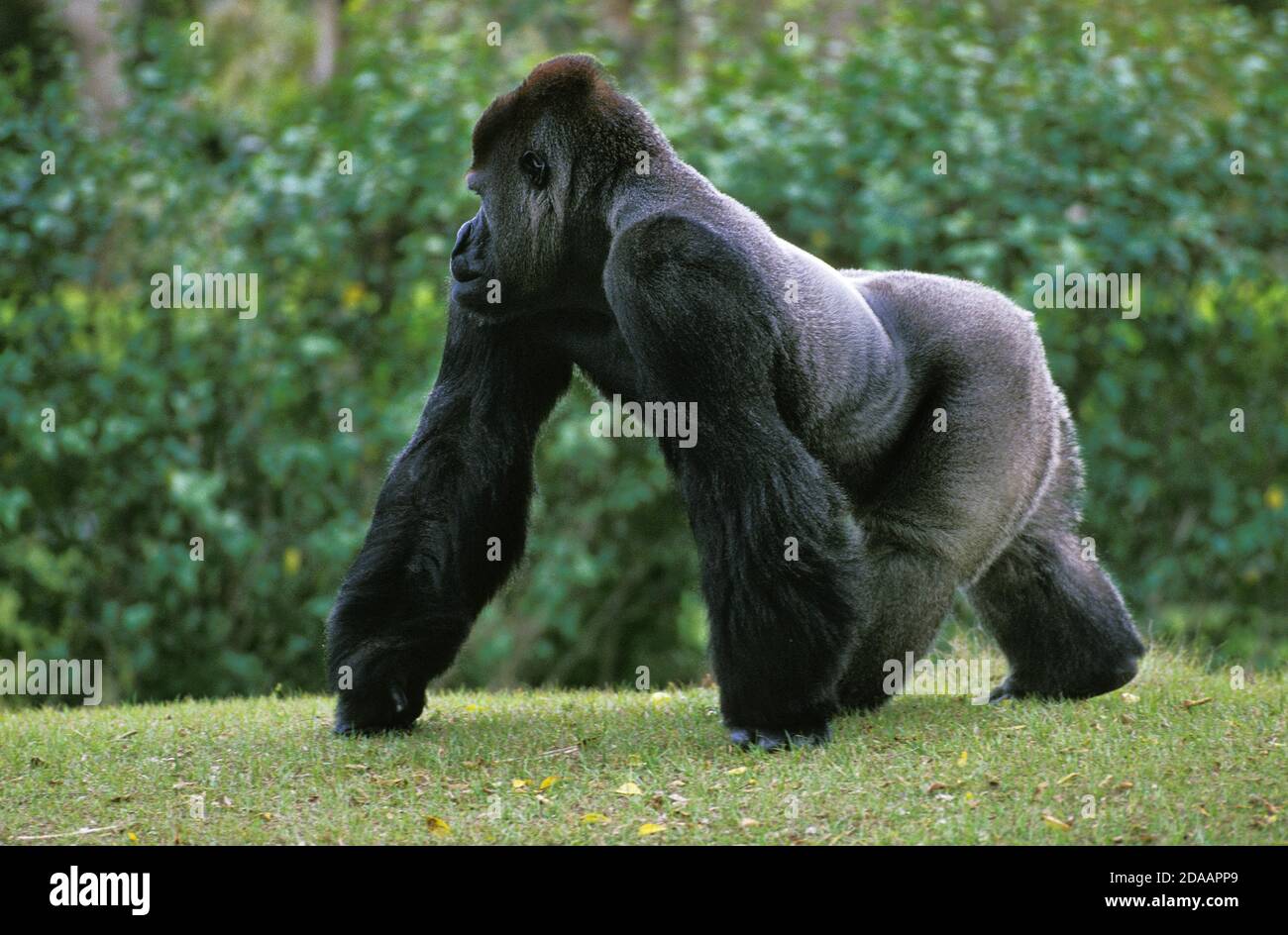 Eastern Lowland Gorilla Gorilla Gorilla Graueri Silver Back Male Stock Photo Alamy
