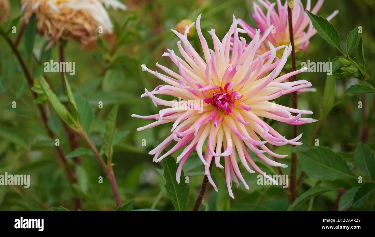 Macro photograph of stunning white and pink colored blooming Dahlia flower in garden area Jardin des Tuileries, Paris, France. Focus on flower head. Stock Photo