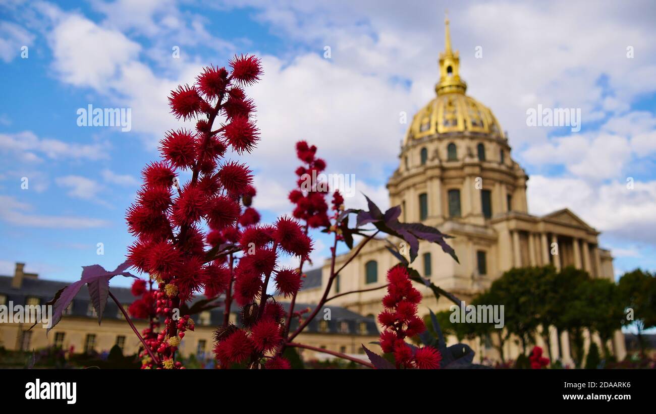 Beautiful red colored blossom of poisonous ricinus communis (castor bean, castor oil plant) in front of historic Les Invalides cathedral in Paris. Stock Photo