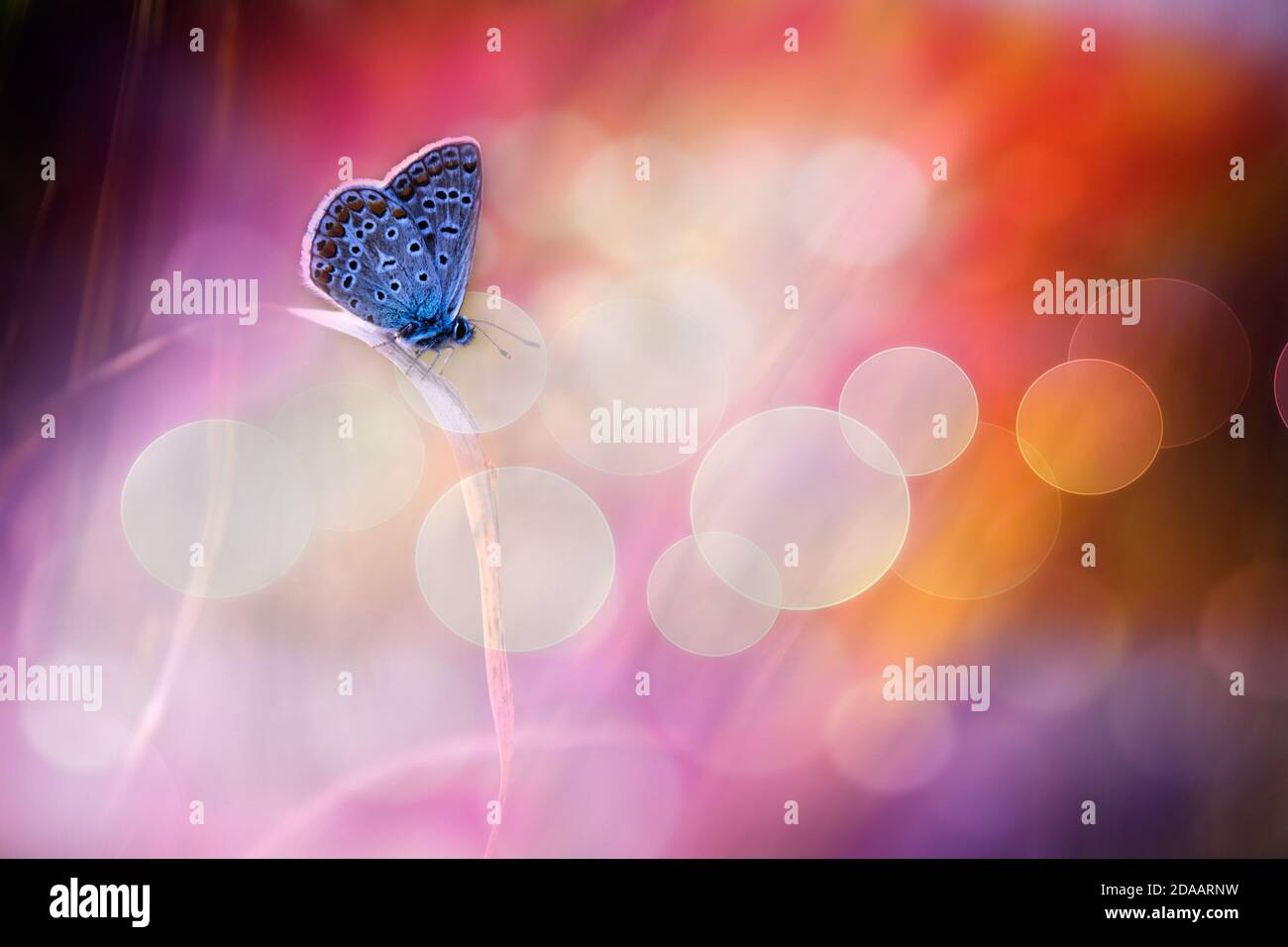 Beautiful blue butterfly dream Stock Photo Alamy