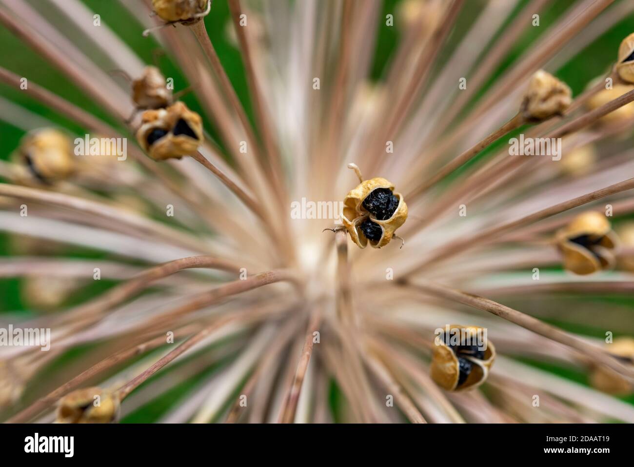 Dead allium flower head close up macro against a green garden background Stock Photo