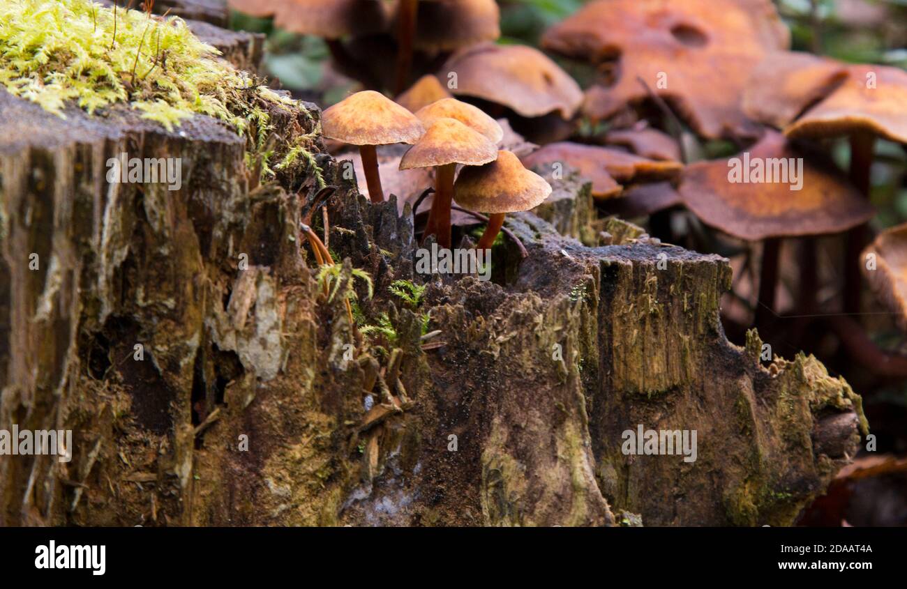 Close-up of mushrooms surrounded by green moss on a fallen tree. Kuehner myces mut bilis. Stock Photo