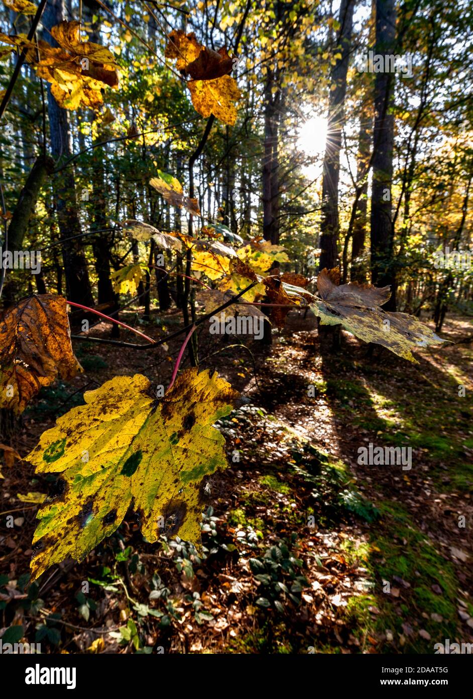 Autumn leaf close up in a woodland scene with the sun low in the sky. Blidworth woods Nottinghamshire england UK Stock Photo