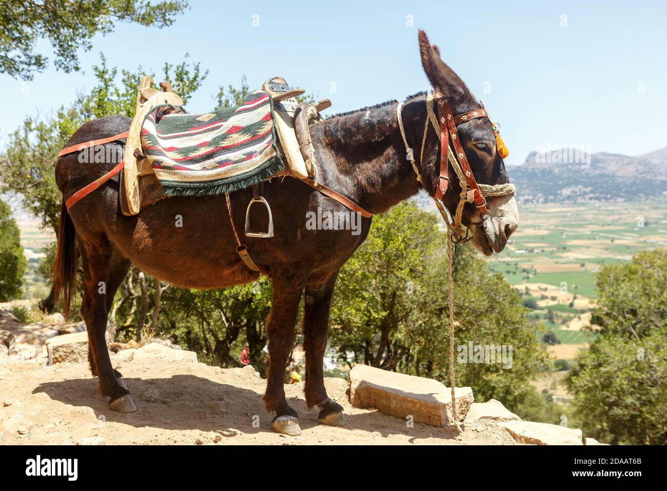 Donkey with a saddle on the back against a mountain plateau Stock Photo