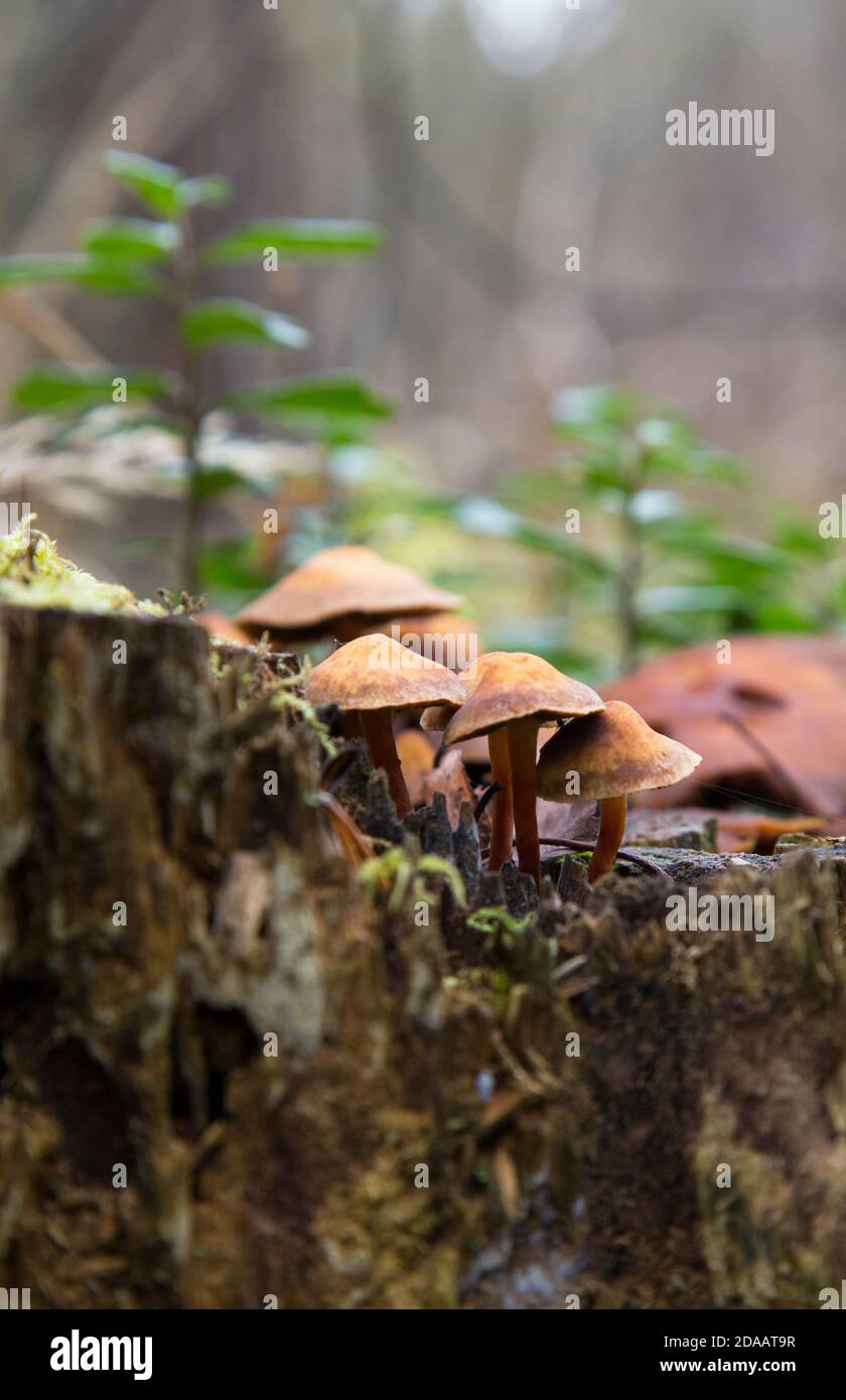 Close-up of mushrooms surrounded by green moss on a fallen tree. Kuehner myces mut bilis. Stock Photo