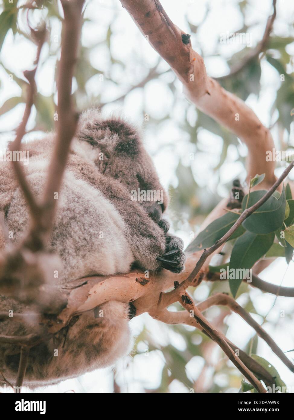 A wild koala in the trees, feeding and resting. Western Australia Stock Photo