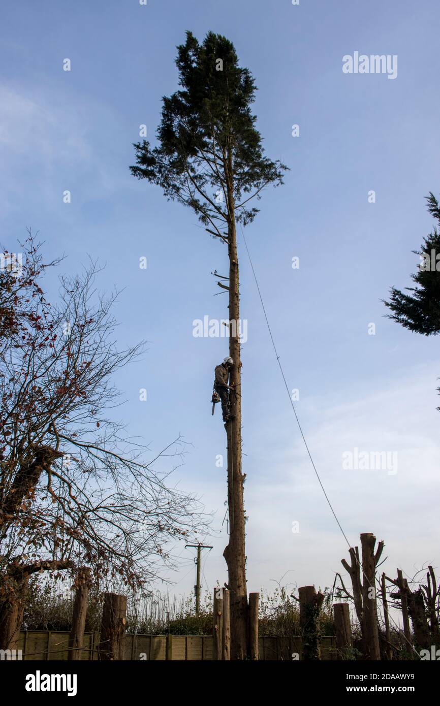 A lumberjack climbing a leylandii tree in order to cut it down 2 Stock Photo
