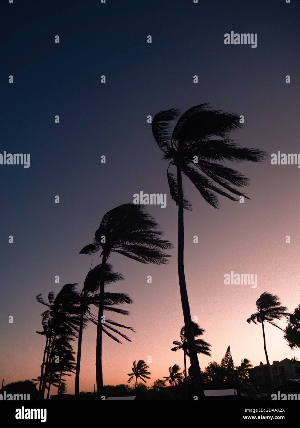 Some palm tree silhouettes in the blue and pink sky at sunset in Airlie Beach on the East Coast of Australia Stock Photo