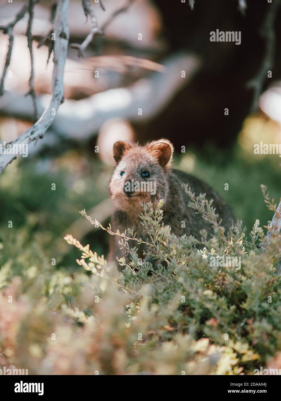 Quokka(s) feeding and resting under a tree in the wild on Rottnest Island, Australia Stock Photo