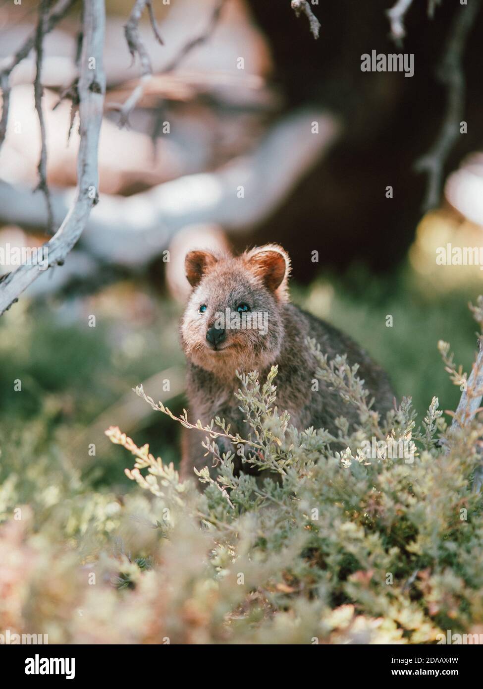 Quokka(s) feeding and resting under a tree in the wild on Rottnest ... Biology Diagrams