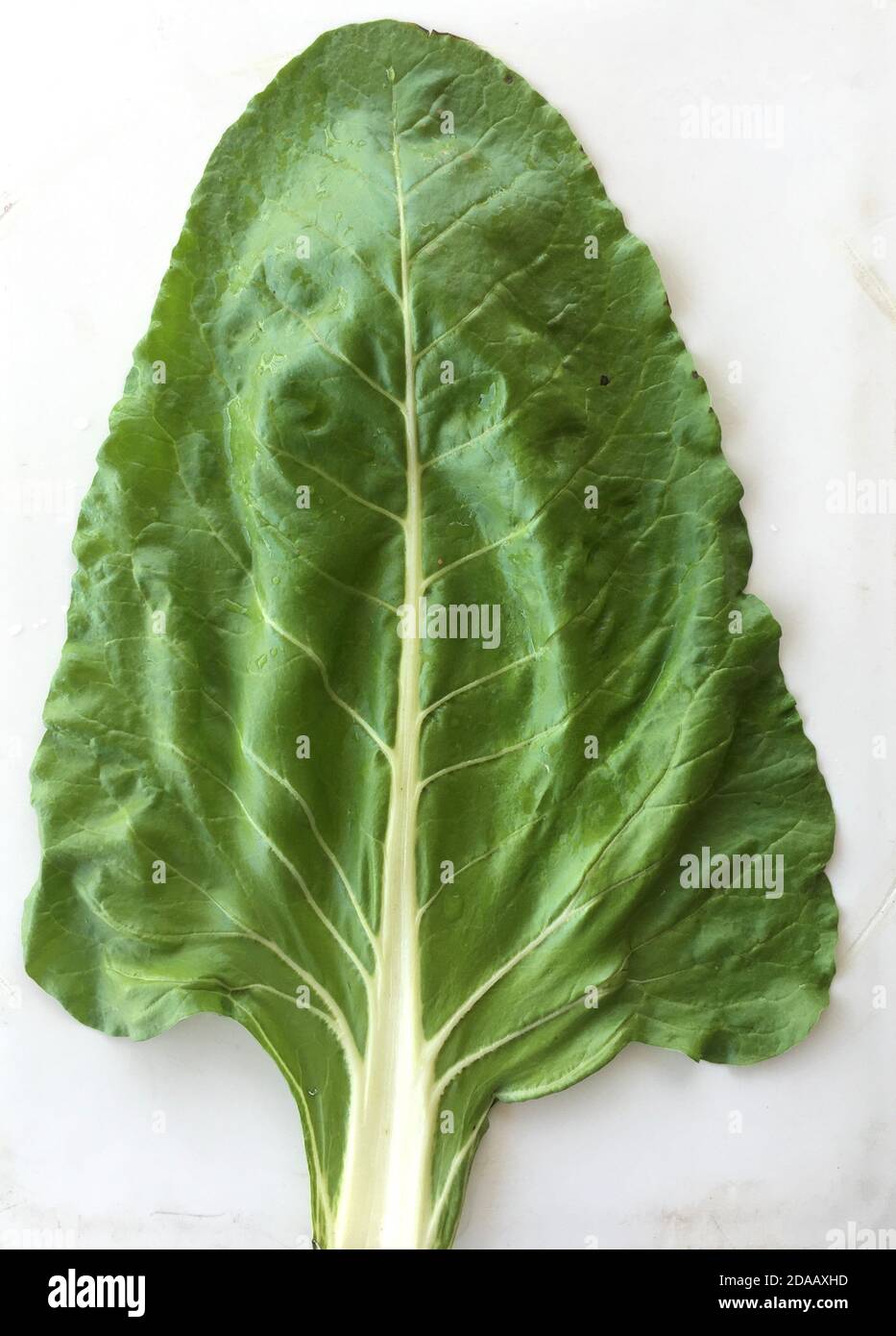 Adaxial sided chard leaf on white background Stock Photo