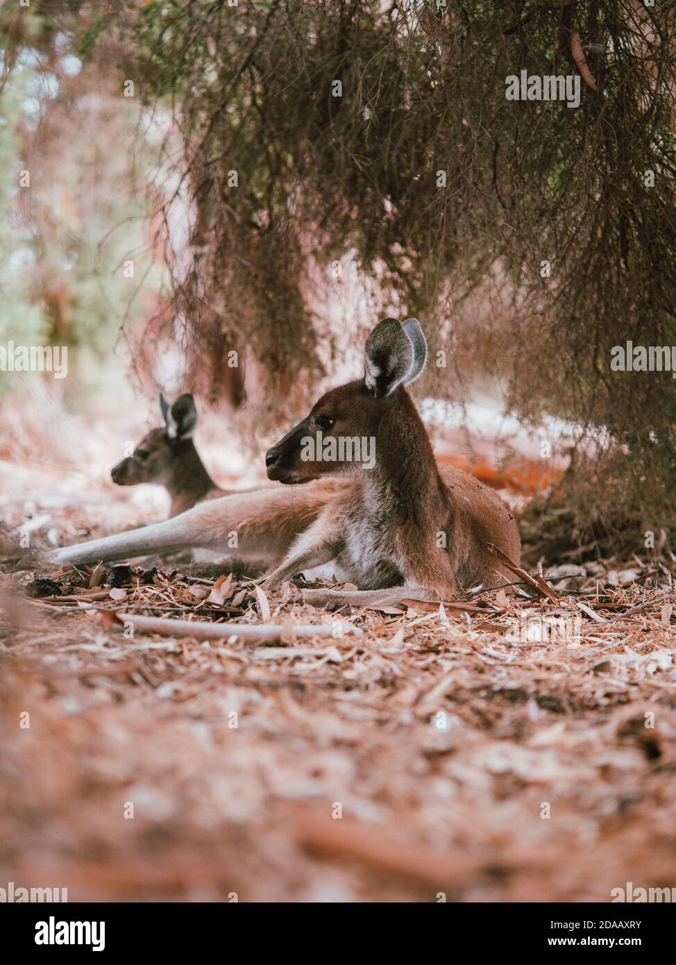 Some Wild Kangaroo in Perth, Australia, resting amongst some trees in the summer. Stock Photo