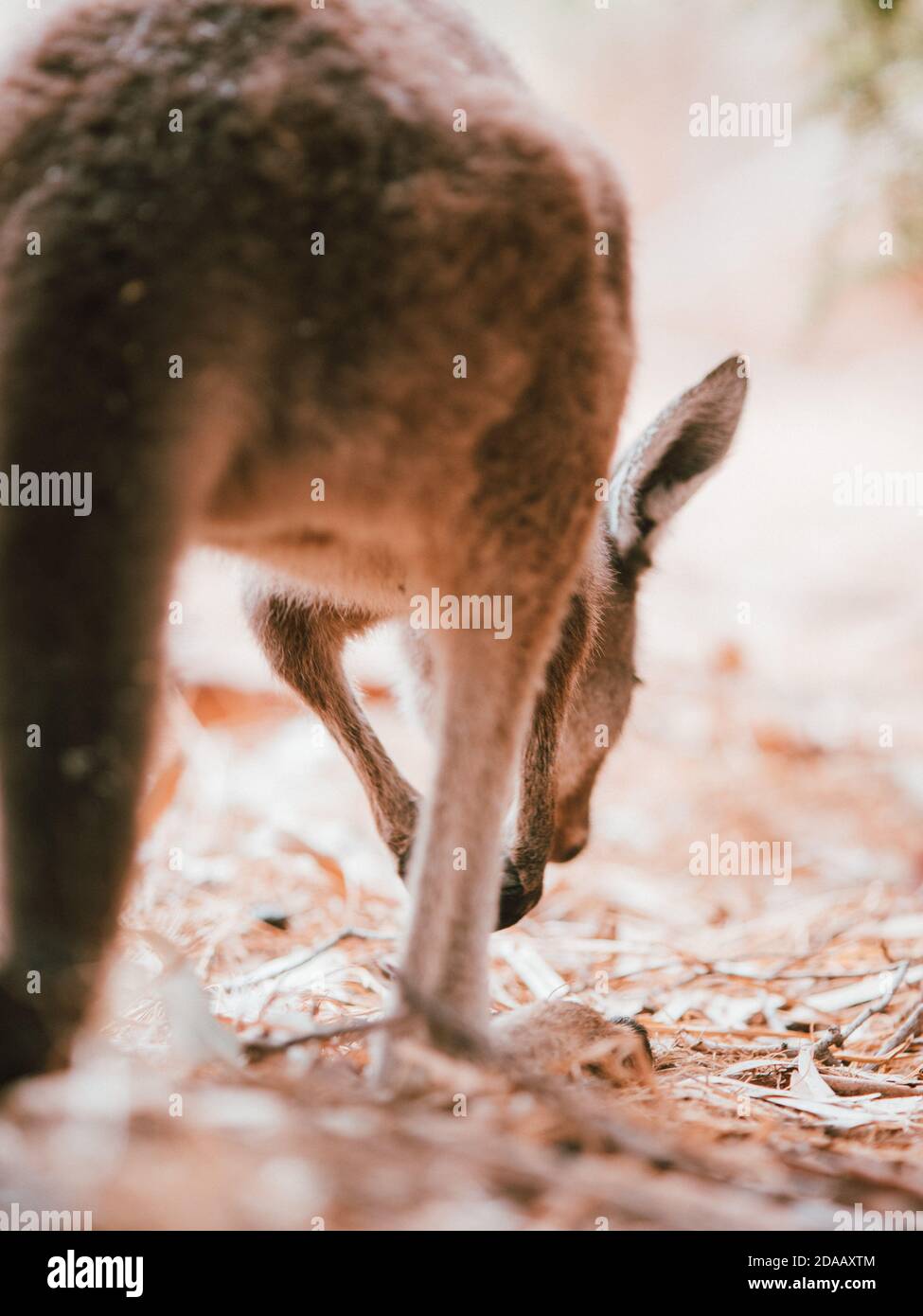 A Wild Kangaroo in Perth, Australia, resting amongst some trees in the summer. Stock Photo