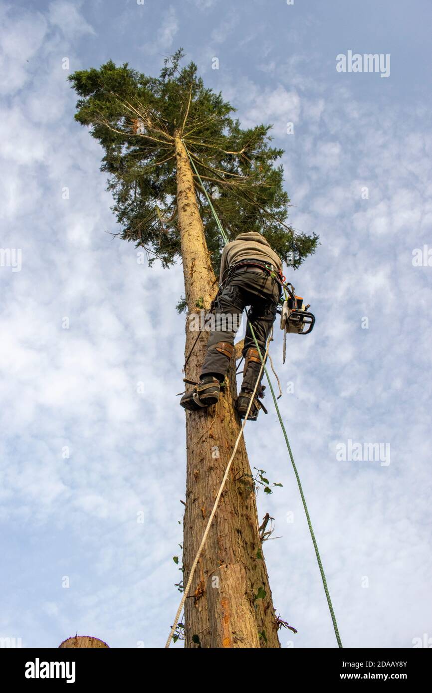A lumberjack climbing a leylandii tree in order to cut it down Stock Photo