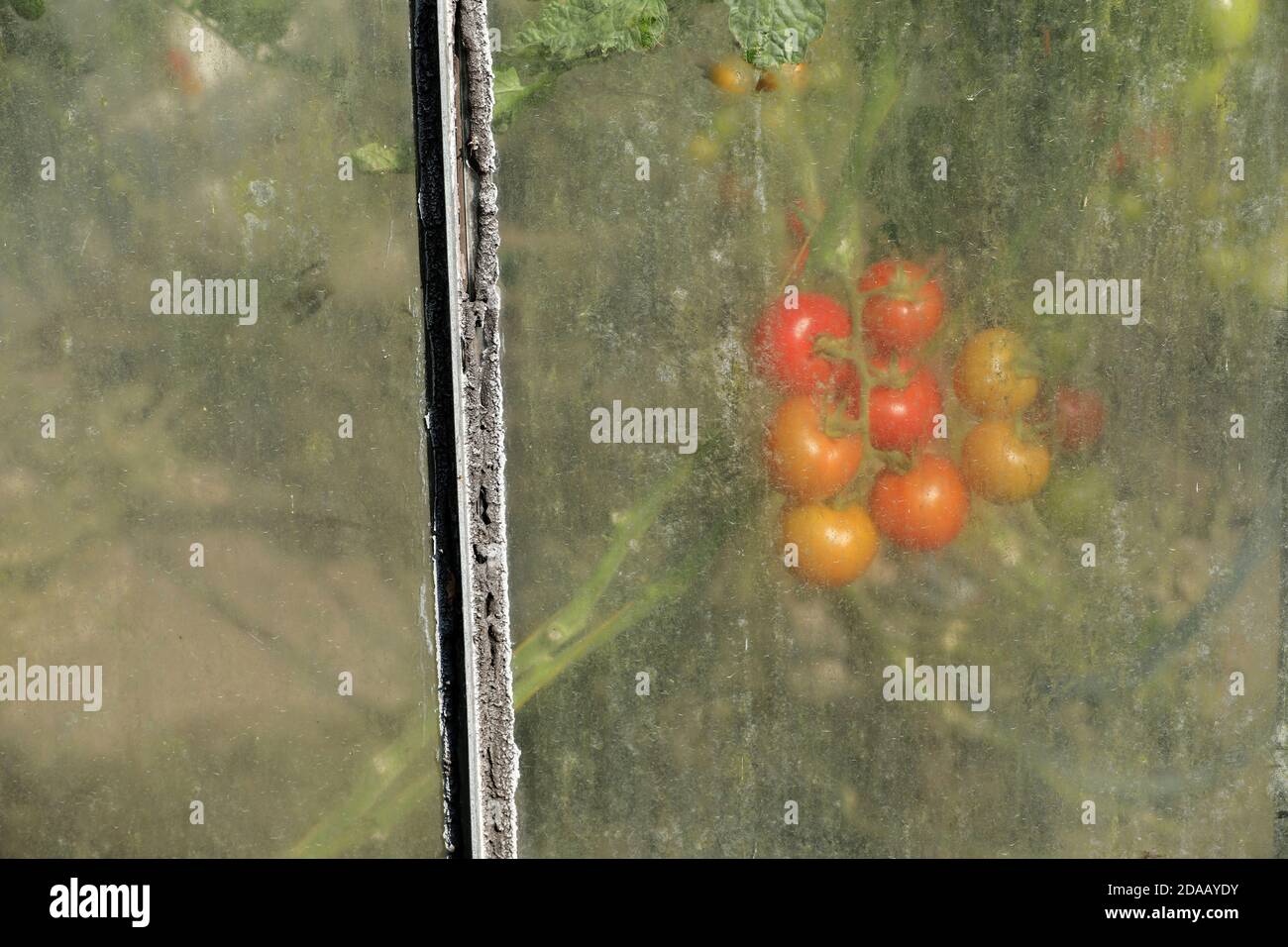 Red and green tomatoes in a greenhouse Stock Photo - Alamy