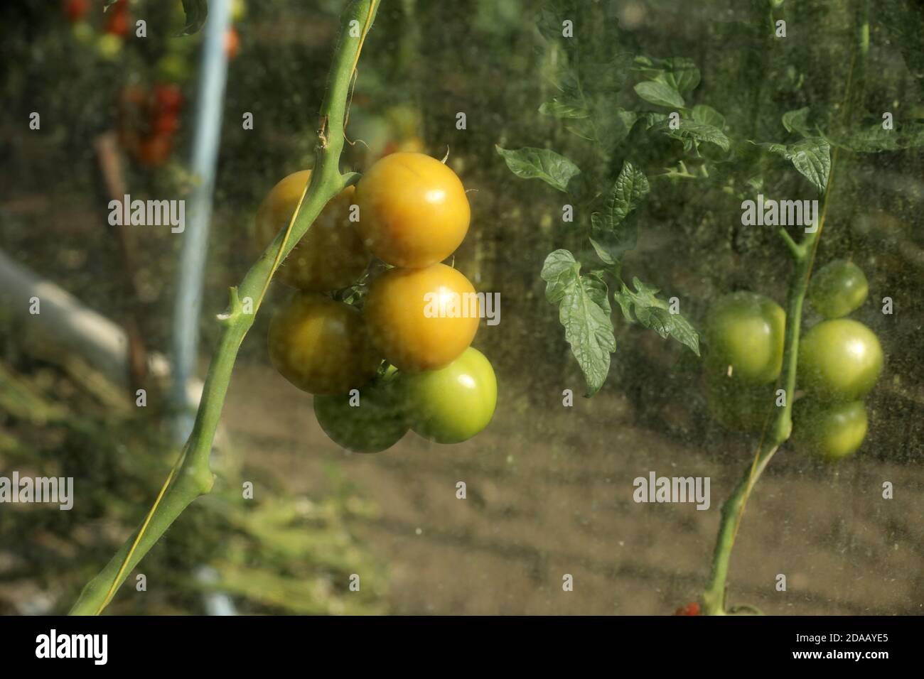 Red and green tomatoes in a greenhouse Stock Photo - Alamy