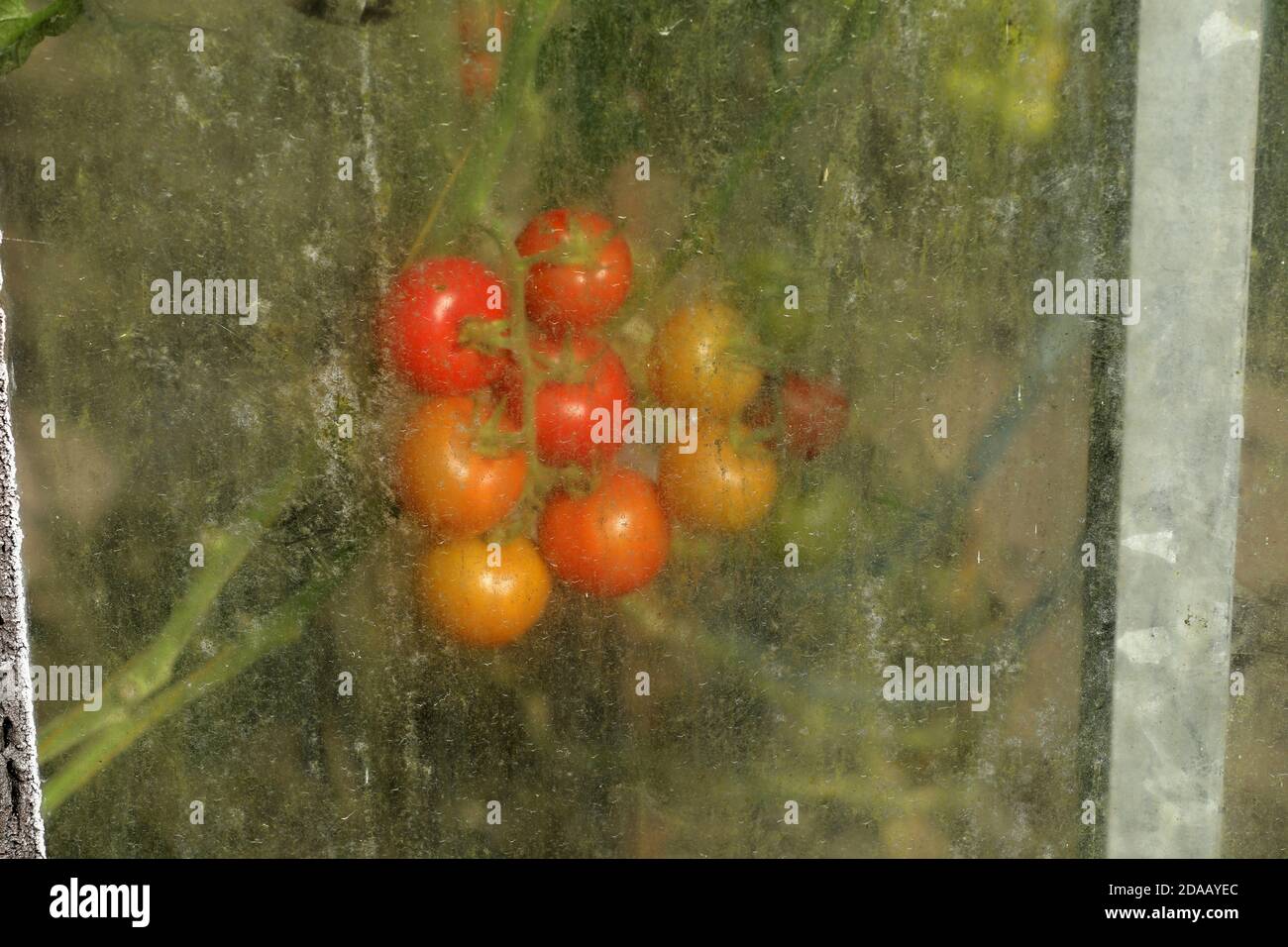 Red and green tomatoes in a greenhouse Stock Photo - Alamy