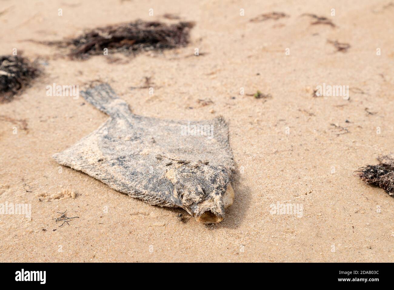 Dead flatfish on the sand at the sea shore. Water pollution, environmental disaster. Dead fish