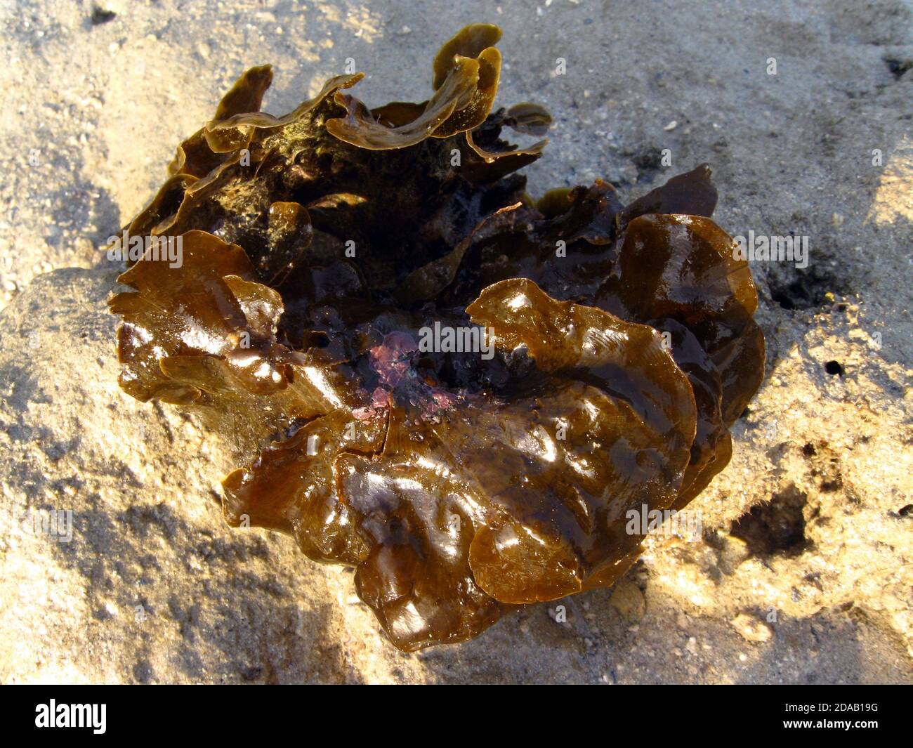 Lobophora variegata is a species of small thalloid brown alga which grows intertidally or in shallow water in tropical and warm temperate seas Stock Photo