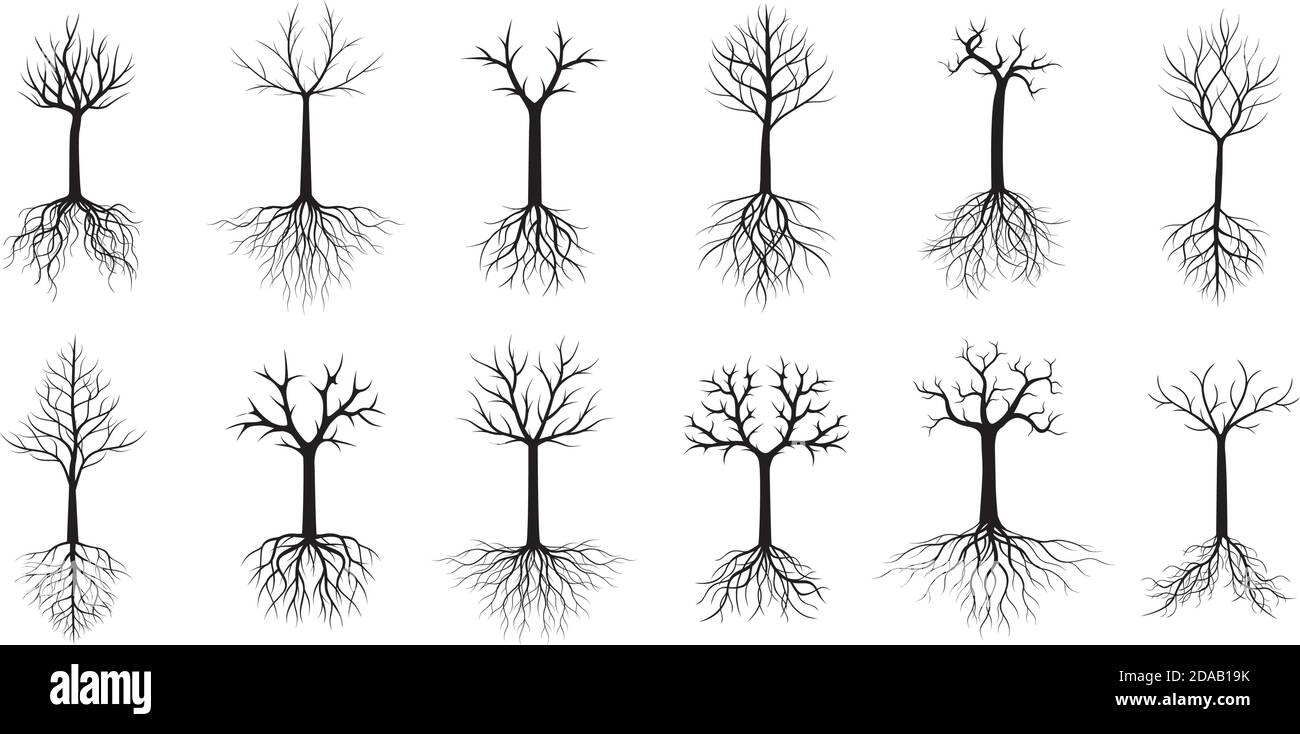 Black Trees with Roots and Leaves. Vector Illustration. Collection of ...