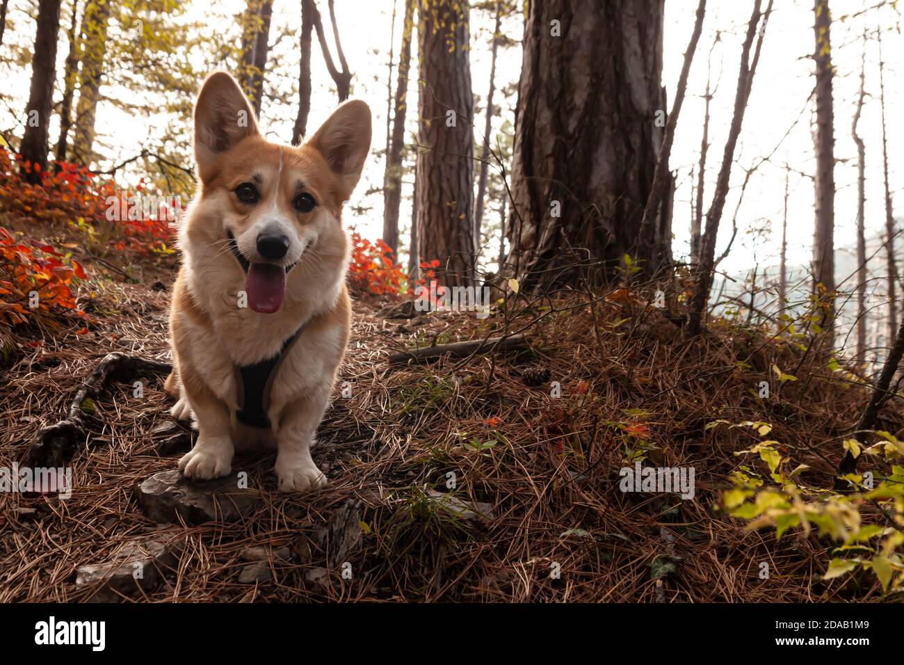 corgi hiking