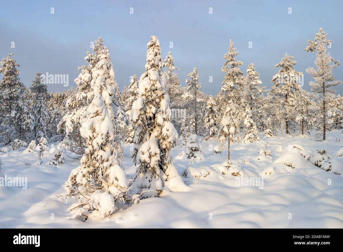 Spruce forest with lots of snow Stock Photo - Alamy