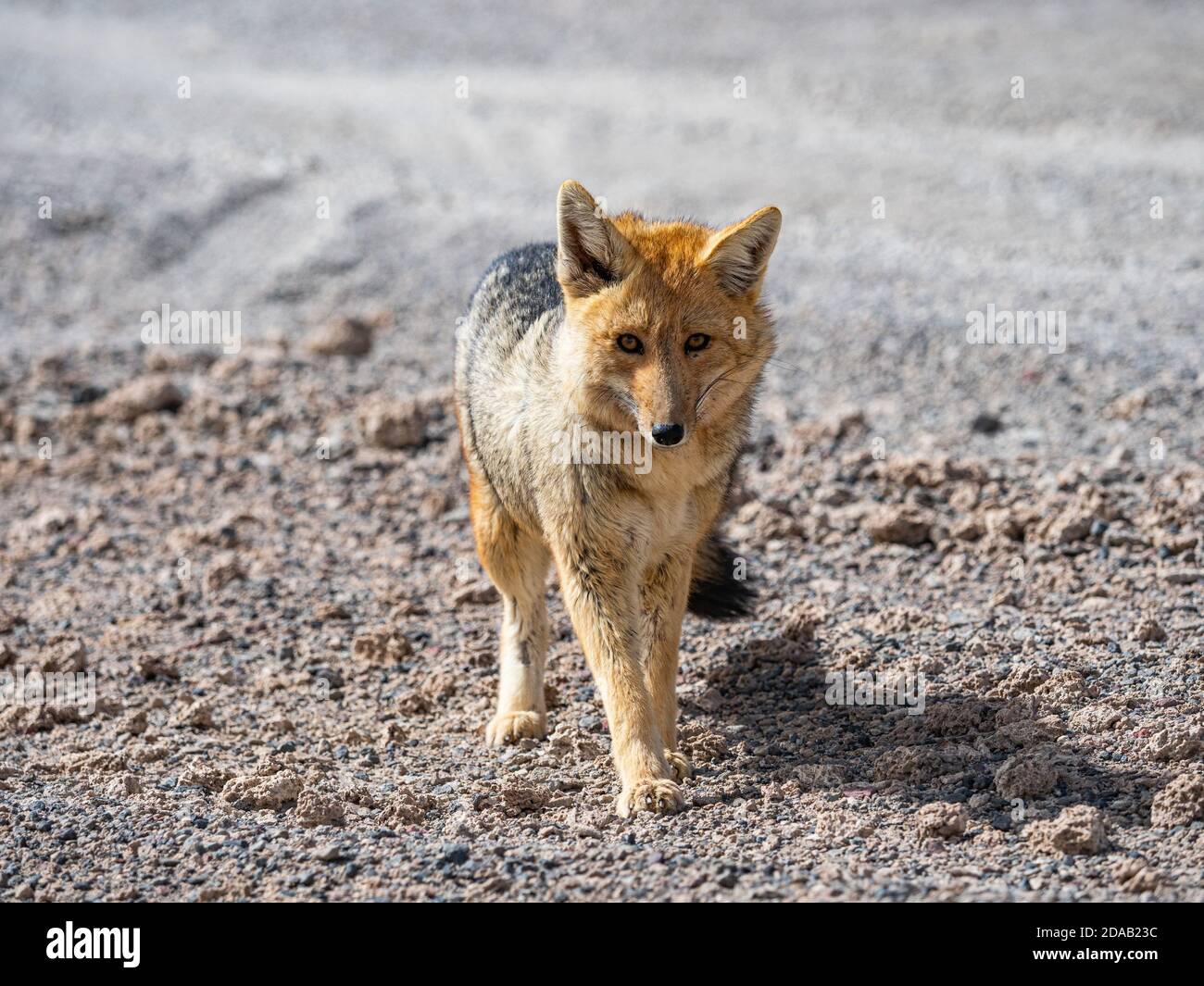 Fox in the Uyuni desert Stock Photo