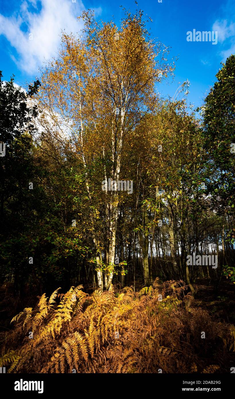 Low winter sunlight lights up the golden brown autumnal  bracken in Blidworth woods Nottinghamshire England UK Stock Photo