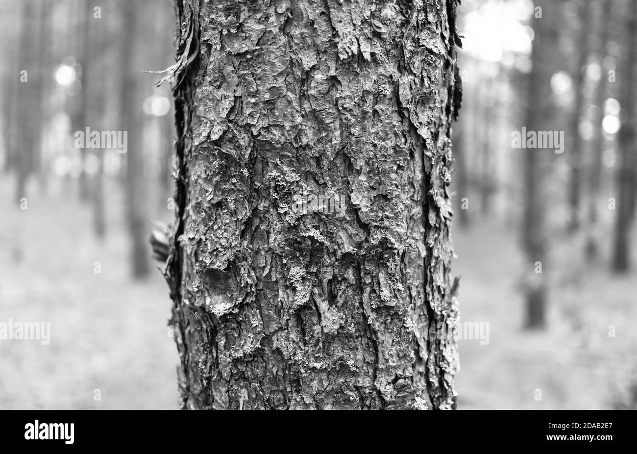 Black and white image of pine trees in the forest. Pine tree bark ...