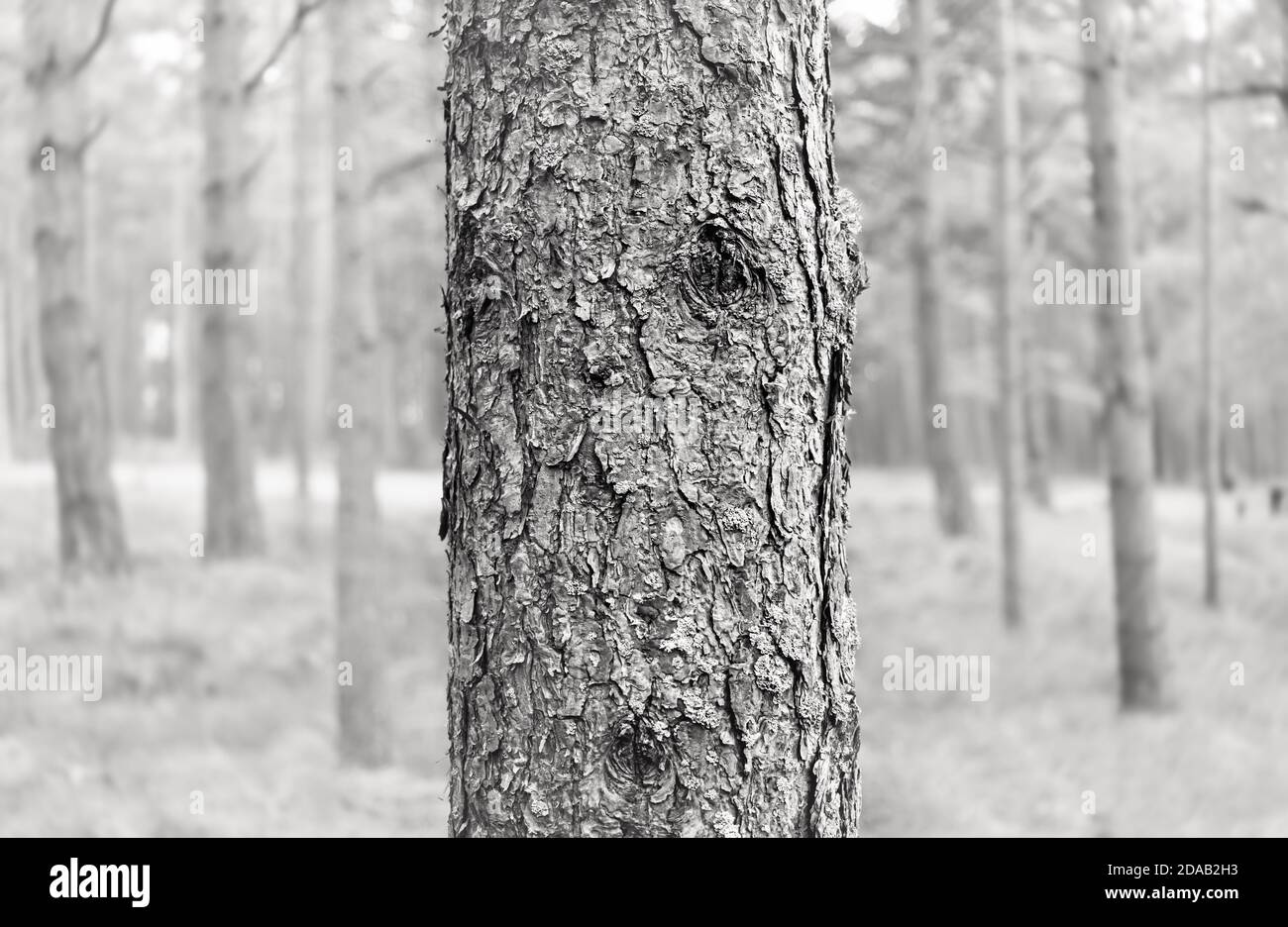 Black and white image of pine trees in the forest. Pine tree bark ...